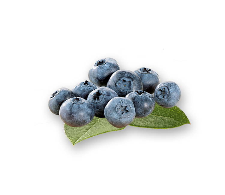 250216_All_Decorative_Elements_Center-Blaubeeren-01.png