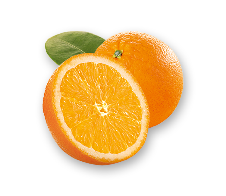250216_All_Decorative_Elements_Center-Orange-03.png