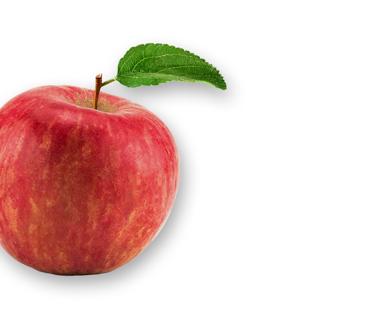 250216_All_Decorative_Elements_Left-Apfel-01.png