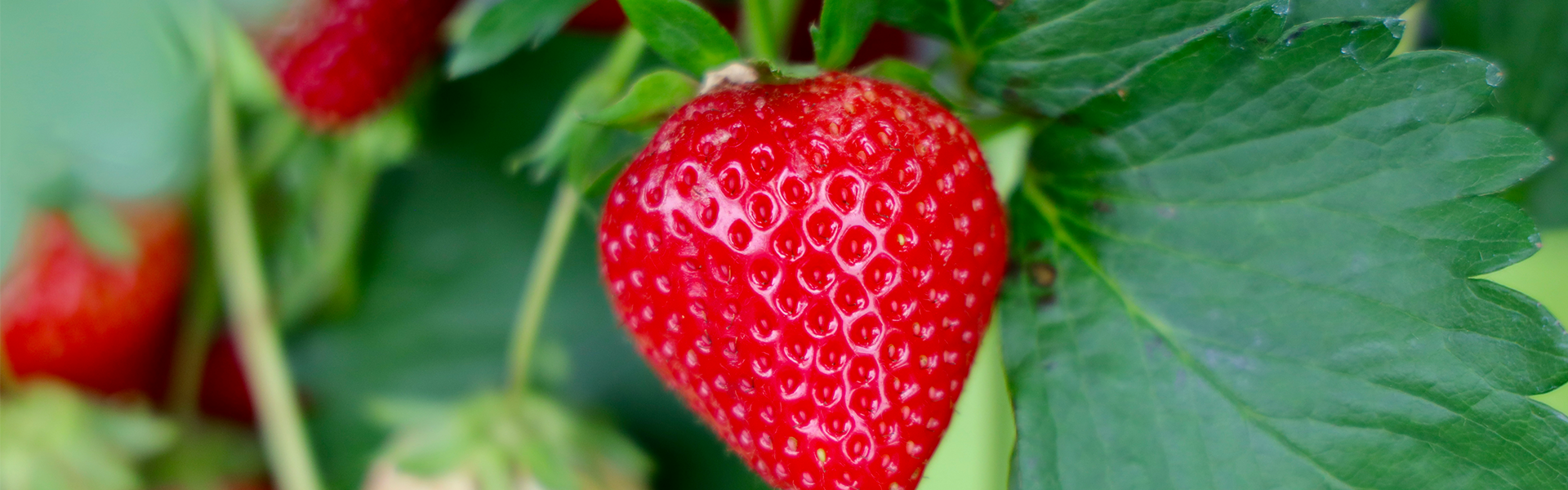 Mood_Ingredients-1920x600-Erdbeere.png