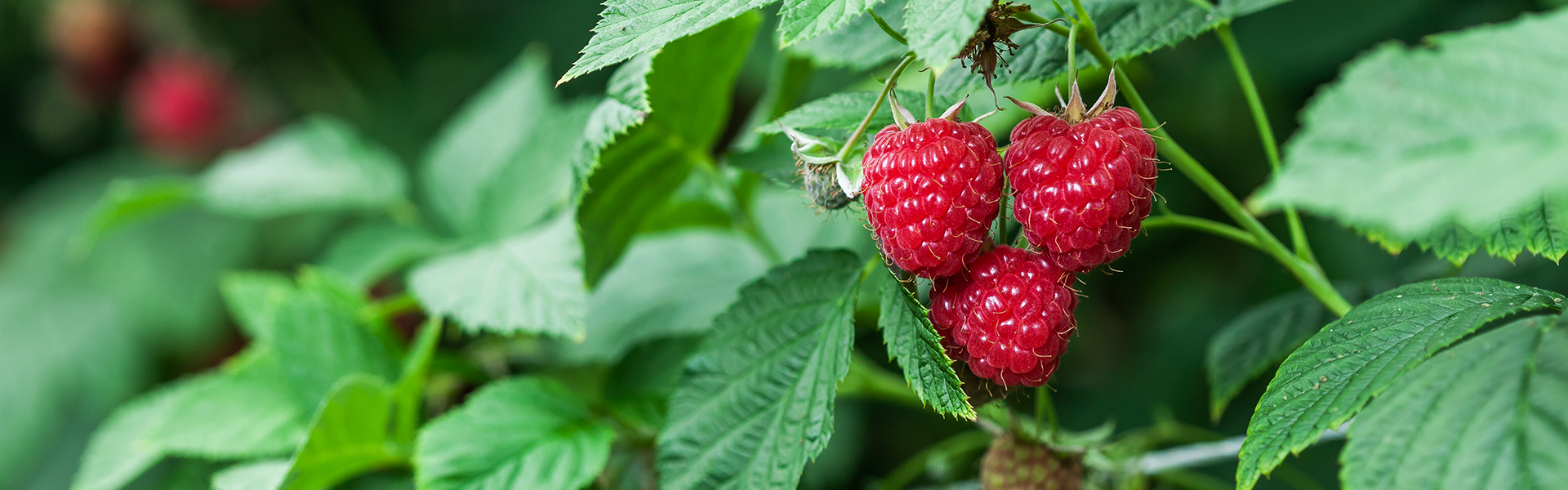 Mood_Ingredients-1920x600-Himbeeren.png