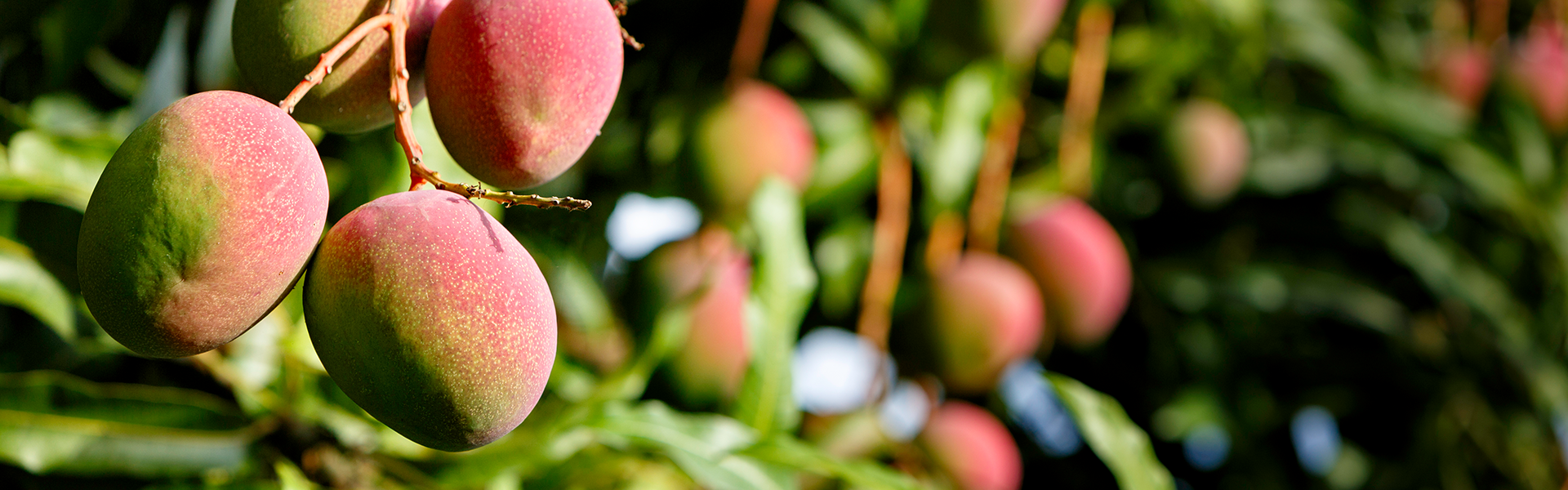 Mood_Ingredients-1920x600-Mango.png