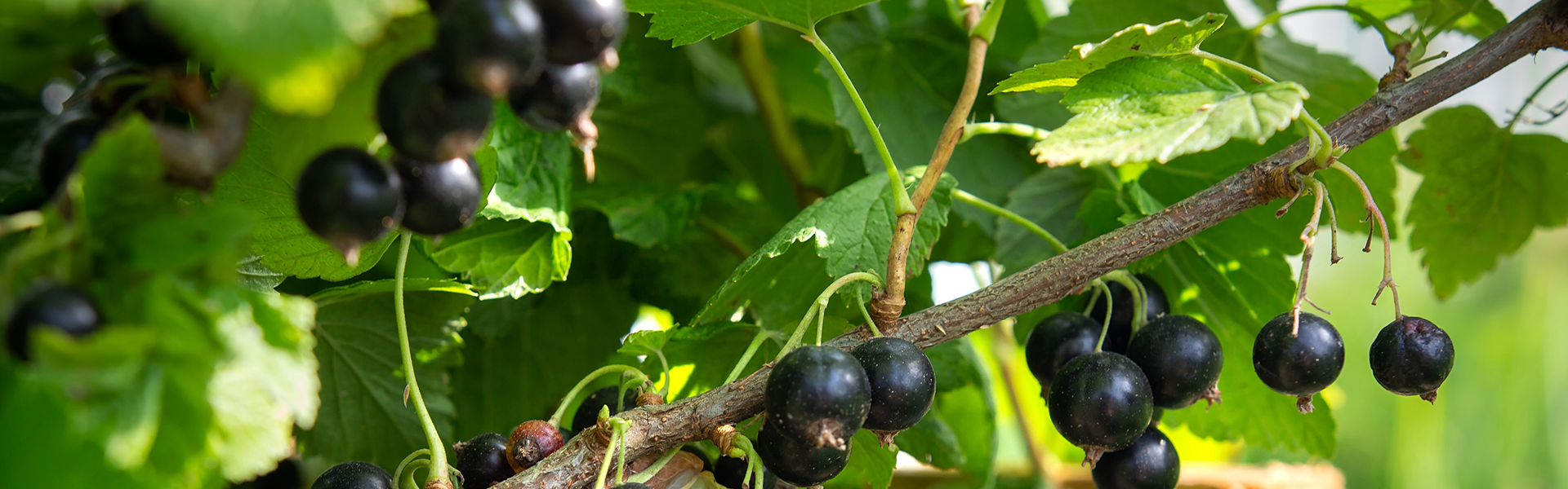 Mood_Ingredients-1920x600-Schwarze-Johannisbeere.png