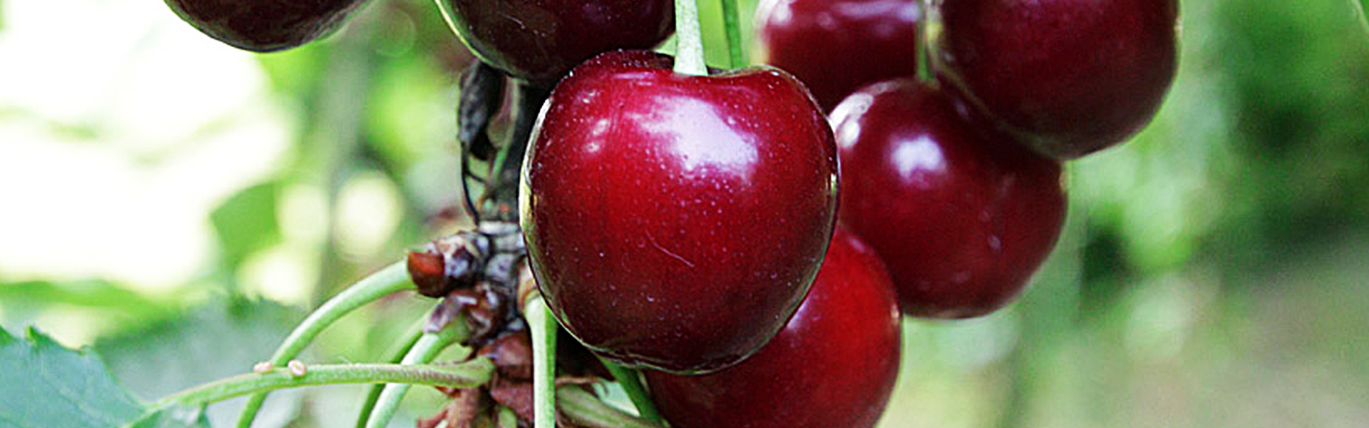 Mood_Ingredients-1920x600-Schwarzkirschen.png